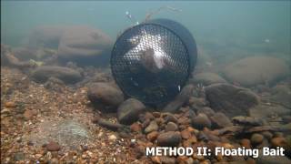 Best Way to Catch Crawfish  Crayfish [upl. by Kristi]