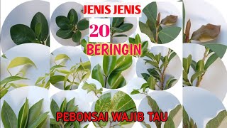 MENGENAL JENIS JENIS BERINGIN UNTUK BAHAN BONSAI [upl. by Cayser]