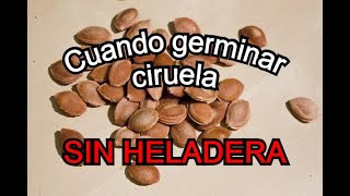 Como GERMINAR semilla de CIRUELA [upl. by Erreit]