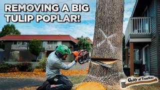 Big Sprawling Tulip Poplar Removal [upl. by Bundy]