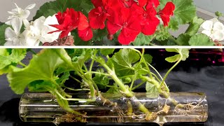 Geranium Propagation New And Effective Method [upl. by Shalna]