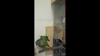 Conure pyrrhura molinae dressage 3 tour quoteaglequot wings [upl. by Nytram124]