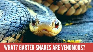 EVERYTHING you need to know about Garter Snakes [upl. by Katlin]