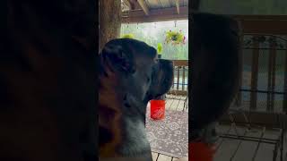 There’s nothing better than rain on a tin roof on a hot summer day in Texas dog canecorso rain [upl. by Zzahc520]