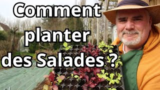 Comment Cultiver des Salades Comme Mon GrandPère [upl. by Caitrin]