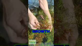 Quick Tip Rotala Rotundifolia  PART 2 [upl. by Tacita300]