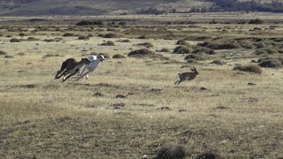 GALGOS EN LA PATAGONIA 2024GALGOS COYHAIQUE [upl. by Nibuz]