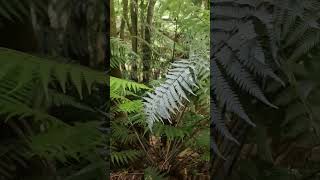 The SILVER FERN is an iconic symbol in New Zealand silverfern endemicspecies  karangahakegorge [upl. by Brader]