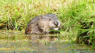 The muskrat Ondatra zibethicus Rat musqué  What is a muskrat look like [upl. by Llennor296]