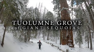 Tuolumne Grove of Giant Sequoias  Winter Hike Yosemite National Park [upl. by Haelhsa]