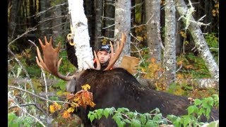 chasse orignal best moose CALL jason tremblay guide [upl. by Auqenaj]