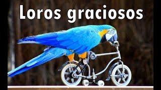 ¡LOS LOROS MÁS GRACIOSOS 🐦Curiosidades de loros [upl. by Nuahsar]