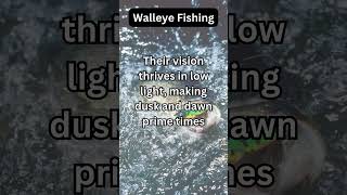 Walleye Facts 1 [upl. by Ashford]