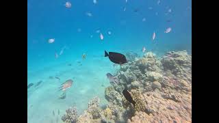 Egypt Hurghada Coral reef Makadi Bay amp Sharm El Naga Beach  Хургада 2024 [upl. by Esnohpla]