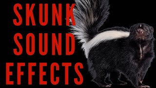 SKUNK SOUND EFFECTS  Skunk Noises  maktubytv [upl. by Itaws]