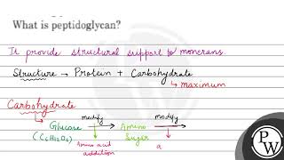 What is peptidoglycan [upl. by Jt]