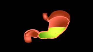 le fonctionnement de lestomac [upl. by Ihcas]
