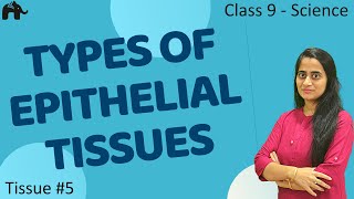 Types of Epithelial Tissues 5 Class 9 Science CBSE 9th Biology [upl. by Eelanaj978]