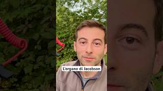 Lorgano di Jacobson cervo abruzzo animali [upl. by Flss]