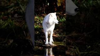 Wild adventure cat and dog on the jungle ytshorts amazonrainforest ytshorts [upl. by Lamrej671]