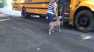 Lucas first day at Kindergarten getting on the bus [upl. by Chadabe]