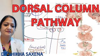 Dorsal column pathway medial lemniscus pathway Gall and Burdach pathway [upl. by Seidule]