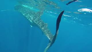 Whale Shark Tour from Tulum  Tiburón Ballena Tour [upl. by Aistek]