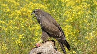 Aguila ratonera [upl. by Andros]