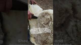 Why Sheep Need to be Sheared 🐑 Why Is Sheep Shearing Important animalfact 1minutevideo [upl. by Pleasant]