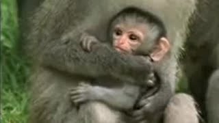 Cute Baby Vervet Monkies Playing  Cheeky Monkey  BBC Studios [upl. by Jeffrey]