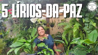 Minhas 5 espécies de LíriodaPaz  Dicas de cultivo  Como cuidar de LíriodaPaz [upl. by Zak]