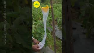 How To use brinjal lure and Funnel Trap  Brinjal fruit Borer  Brinjal fruit Borer Management [upl. by Aggy]