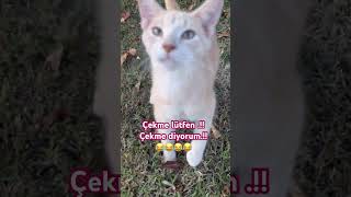 🔥KOMİK KEDİ VİDEOLARI shortvideo trending funnycats youtubeshorts fyp cat short [upl. by Otero]