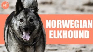 Norwegian Elkhound The Oldest Europeon Dog Breed [upl. by Niledam]