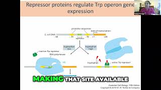 The Tryptophan Operon Regulation and Transcription Process [upl. by Ainsley139]