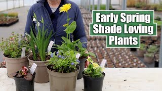 Shade Loving Perennials that SHINE in Early Spring [upl. by Rye348]