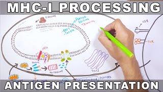 MHCI Processing  Antigen Processing and Presentation [upl. by Bunde]