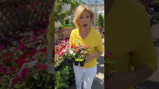 Selling you house in summer Watch this 👉🏻 beautifulgardenflowers mygardenflowers🌸 flowerseason [upl. by Atnuahsal]