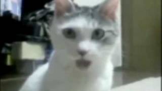 OMG Cat reaction to Tiger Woods MUST SEE [upl. by Natale272]