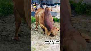 Giant Heavyweight Red American Brahman Bull of Dhaka Agro with Amazing Body Structure cow sapi [upl. by Lennie]