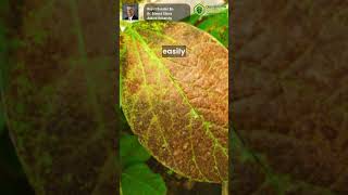 Cercospora Leaf Blight in Alabama Soybeans cropprotection farming plantdisease shorts ussoy [upl. by Luwana]