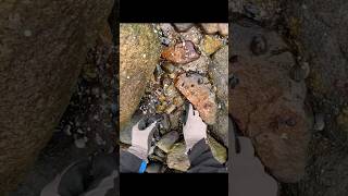 Flipping Rocks For Crabs  Good Harvest Part 2 [upl. by Mir]