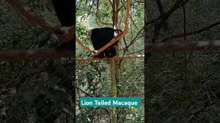 Lion Tailed Macaque Singalika wildanimallife wildlifeanimals monkeylover bandar hanumanji [upl. by Buote39]