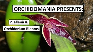 Orchidomania Presents Pleurothallis allenii amp Orchidarium Blooms [upl. by Esnohpla]