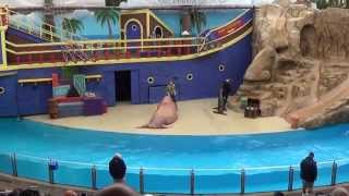 SeaWorld Orlando  Clyde and Seamore Take Pirate Island  CompleteFull video [upl. by Sirahs]