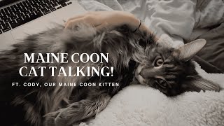 Maine Coon Cat Talking  “I Want My Morning Cuddles” [upl. by Cleopatra]