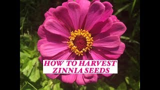 Growing Zinnias How to harvest their seeds from your Garden [upl. by Corliss]