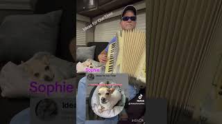 ACCORDION  Sophie the Chihuahua listening 😀 thechickendance accordionmusic accordian polka [upl. by Countess]