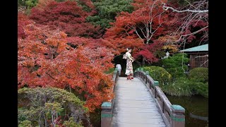 JG8K 山口 紅葉の長府庭園 YamaguchiChohu Garden in Autumn [upl. by Tannen382]