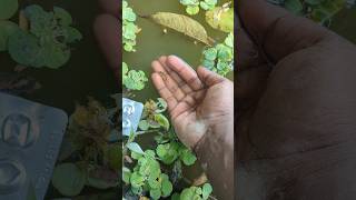 I helped 1 fish go home 🏠 Amazing baby fish 🐠 shorts animals fish [upl. by Oloap805]